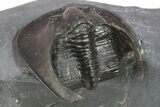 Detailed Scotoharpes Trilobite - Boudib, Morocco #275313-4